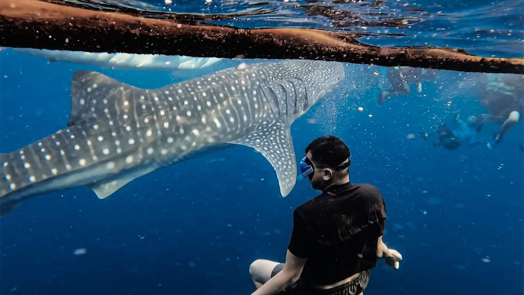 Swim with Whale Sharks